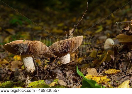 Poison Pie Mushroom Hebeloma Crustuliniforme Growing Through The Autumnal Leaves.