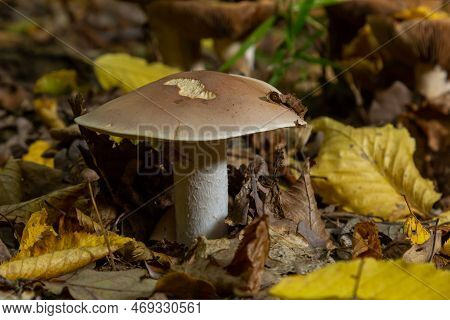 Edible Mushroom Clitocybe Nebularis In The Beech Forest. Known As Lepista Nebularis, Clouded Agaric 