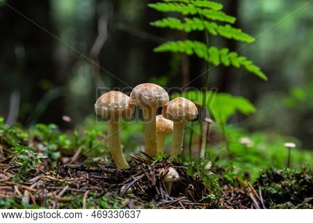 Armillaria Mellea, Commonly Known As Honey Fungus - A Basidiomycete Fungus In The Genus Armillaria C