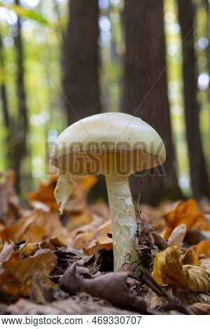 A Closeup Of Amanita Citrina, False Death Cap Or Citron Amanita .