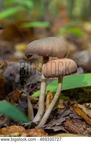 Close Up Of Some Psathyrellaceae Or Brittle Stems A Family Of Fungi On Some Green Moss.