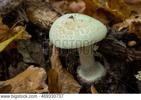 A Closeup Of Amanita Citrina, False Death Cap Or Citron Amanita .