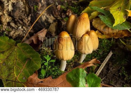 Numerous Of Ocher Coprinellus Micaceus Or Glistening Inkcap Mushroom In A Forest With Moss.