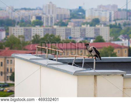 Two Crows, A Female And A Male, Are Sitting On The Roof Of A House In The City. Black Bird. Copy Spa