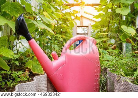 Red Watering Can With Water And Fertilizers In A Greenhouse With Borage. The Concept Of Irrigating B