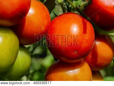 Ripening Branch Of Red And Green Tomato. Juicy Vegetables. Agriculture, Growing Vegetables On The Gr