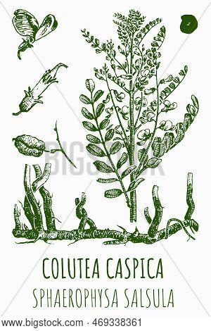 Vector Drawings Of Colutea Caspica . Hand Drawn Illustration. Latin Name Sphaerophysa Salsula.