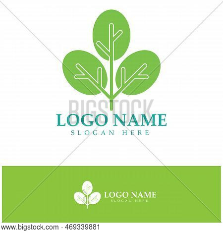 Green Moringa Leaf Logo, For Herbal Ingredients, Moringa Farming, Health, Medicine Industry, Beauty,