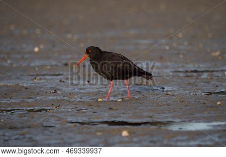 Foraging Black Variable Oystercatcher Bird Wading Through Low Tide Mud In Abel Tasman National Park 