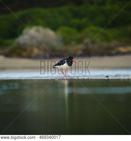 Black And White South Island Pied Oystercatcher Walking Along River Water In Abel Tasman National Pa