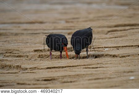 A Pair Of Foraging Black Variable Oystercatcher Birds Walking On Sand Beach In Abel Tasman National 