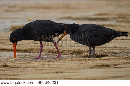 A Pair Of Foraging Black Variable Oystercatcher Birds Walking On Sand Beach In Abel Tasman National 