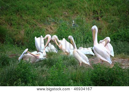 Pelicans In Zoo White Pelikan On Green