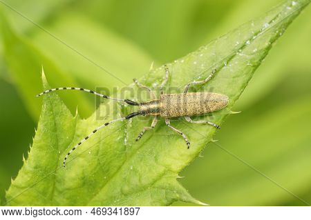 Natural Closeup On The Golden-bloomed Grey Longhorn Beetle, Agapanthia Villosoviridescens Sitting On