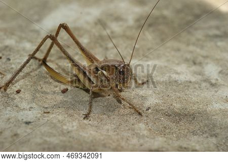 Natural Closeup On The Rare, Endangered Grey Bush-cricket, Platycleis Albopunctata Sitting On Stone