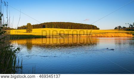 Rapeseed, Canola Or Colza Field Landscape In Latin Brassica Napus, Rape Seed Is Plant For Green Ener