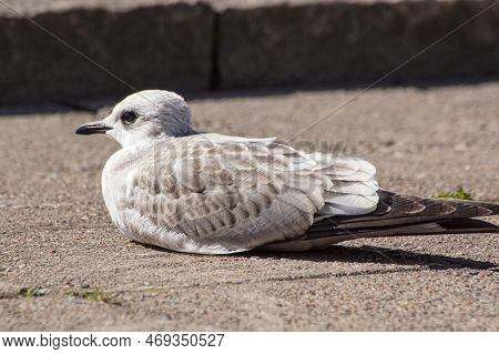 Close Up Of Seagull Perching On Walkpath