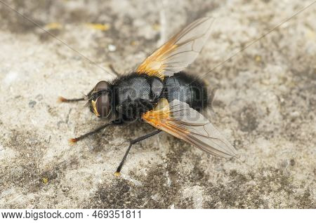 Detailed Closeup On A Black And Orange Noonday Fly, Mesembrina Meridiana Sitting On The Ground