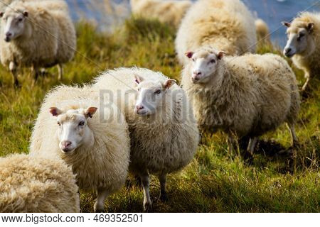 Icelandic Sheep Graze In The Mountain Meadow Near Ocean Coastline, Group Of Domestic Animal In Pure 
