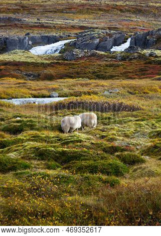 Beautiful Mountain Scenery, Sheep Graze In The Highlands. Colourful Morning View In Iceland. Stunnin