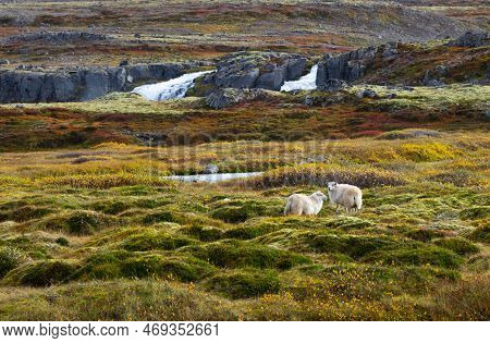 Beautiful Mountain Scenery, Sheep Graze In The Highlands. Colourful Morning View In Iceland. Stunnin