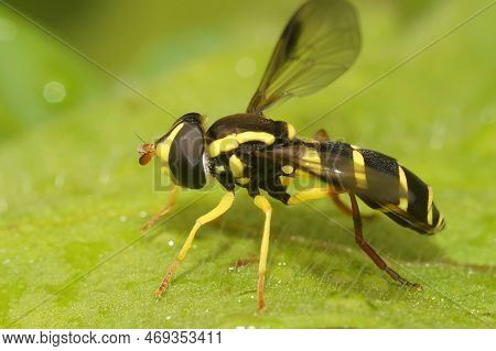 Natural Closeup On The Superb Ant-hill Hovervfly, Xanthogramma Pedissequum, Sitting On A Green Leaf 