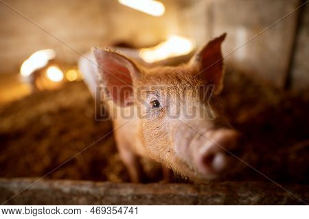 Shallow Depth Of Field Pig Portrait At Pigsty. Pig Farm. Group Of Pigs At Animal Farm.