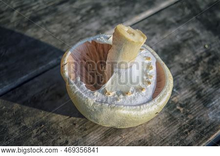 Agaricus Xanthodermus Champignon Mushroom On The Background Of An Old Wooden Table Close-up.