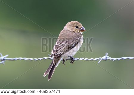 Seedeater Female Perched On Barbed Wire Post In Northeastern Brazil. White-throated Seedeater - Spor