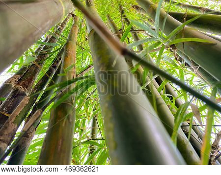 Close Up And Low View Of Bamboo Tree Trunks And Leaves Blowing In The Breeze. Directly Below Of The 