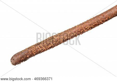 Coral Spot, Nectria Cinnabarina, Orange-red By-fruit Form On A Branch. A Plant Pathogen, That Causes