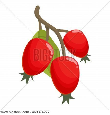 Vitamin Rosehip Icon Cartoon Vector. Berry Food. Fruit Red