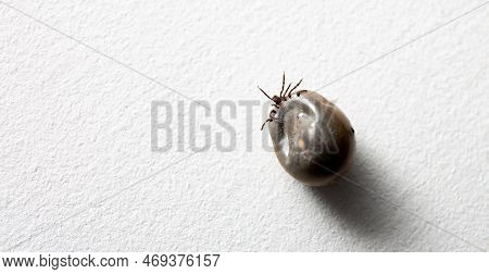 A Big Drunk Tick Lying On A White Studio Background. Copy Space. Banner. Concept Of Animals As Disea
