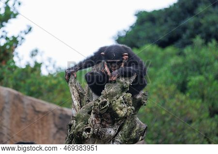 Splendid Exemplar Of Monkey In A Naturalistic Environment.
