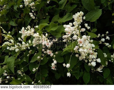 Pink Bridal Tears Flowers (antigonon Leptopus) Thrives In A Garden