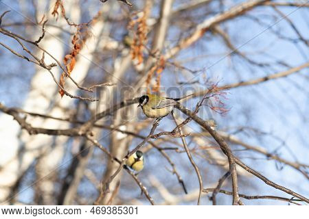 A Beautiful Little Titmouse Sits On A Branch In Winter And Flies For Food. Other Birds Are Also Sitt