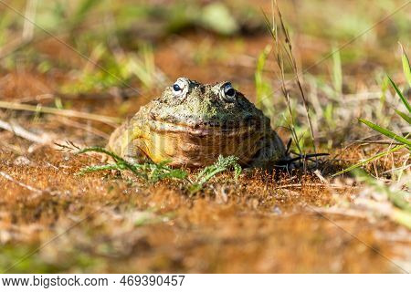 Giant African Bullfrog (pyxicephalus Adspersus), South Africa