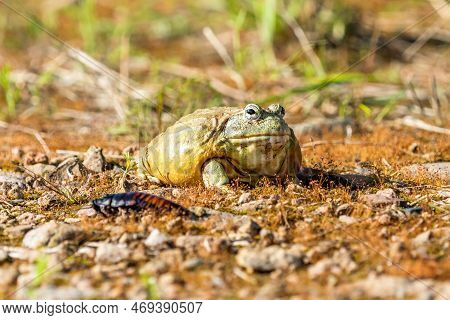 Giant African Bullfrog (pyxicephalus Adspersus), South Africa