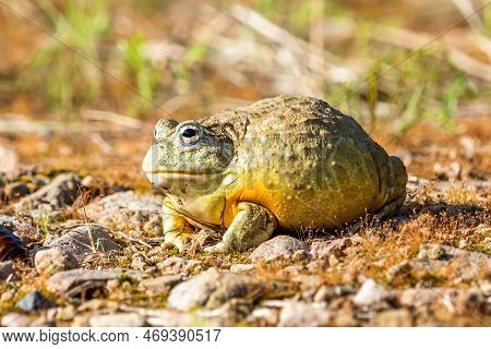 Giant African Bullfrog (pyxicephalus Adspersus), South Africa