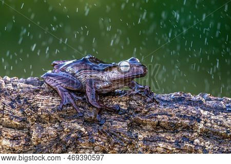 Borneo Eared Tree Frog, Polypedates Otilophus On The Branch
