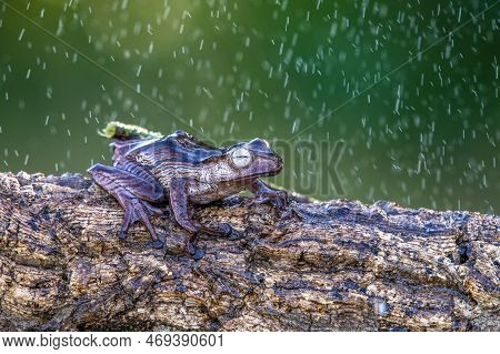 Borneo Eared Tree Frog, Polypedates Otilophus On The Branch