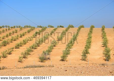 Agafay Desert Landscape Near Marrakech, Morocco. Irrigated Olive Tree Farm In The Desert.