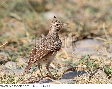 Crested Lark Galerida Cristata Standing On Stone