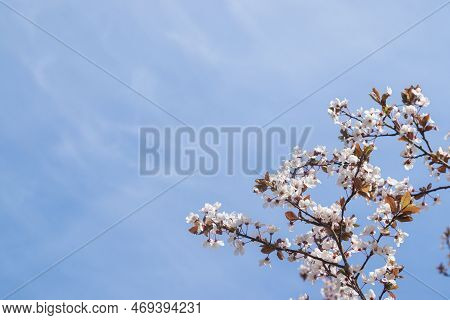 Spring Bloom White Flowers. Cherry Blossom Twigs