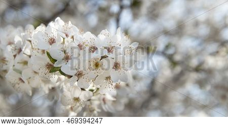 Spring Bloom White Flowers. Cherry Blossom Twigs