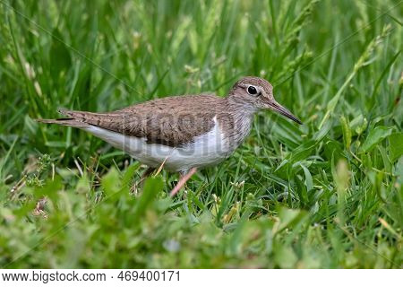 Common Sandpiper Actitis Hypoleucos Walking On Grass