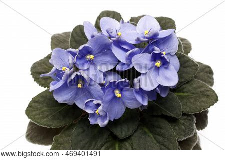 A Close-up View Of The Violet Bush In Uzambar. Blossoming Blue Colored African Violet Flower Saintpa
