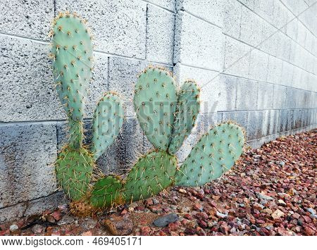 Sharp Spines Sticking Out All Over Green Pads Opuntia (also Known As Nopal) Cacti Growing In Arid Xe