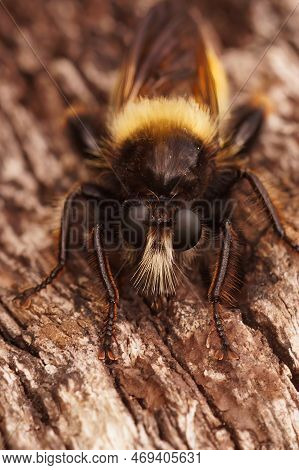 Detailed Closeup Of The Hairy Bumblebee Robberfly, Laphria Flava Sitting On Wood In The Field