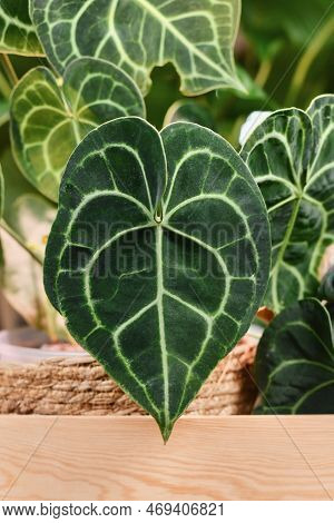 Leaf With White Lace Pattern Veins Of Exotic 'anthurium Clarinervium' (botanic Name) Houseplant
